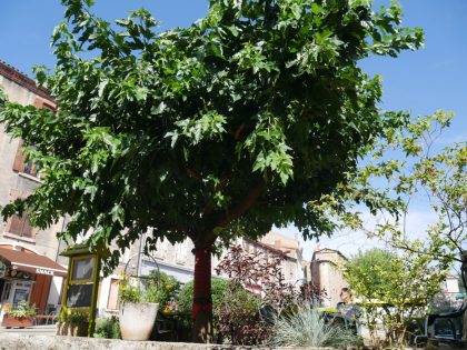 il se prélasse au soleil en 2016 après 3 ans de convalescence qui l'ont vu s'étoffer d'année en année.